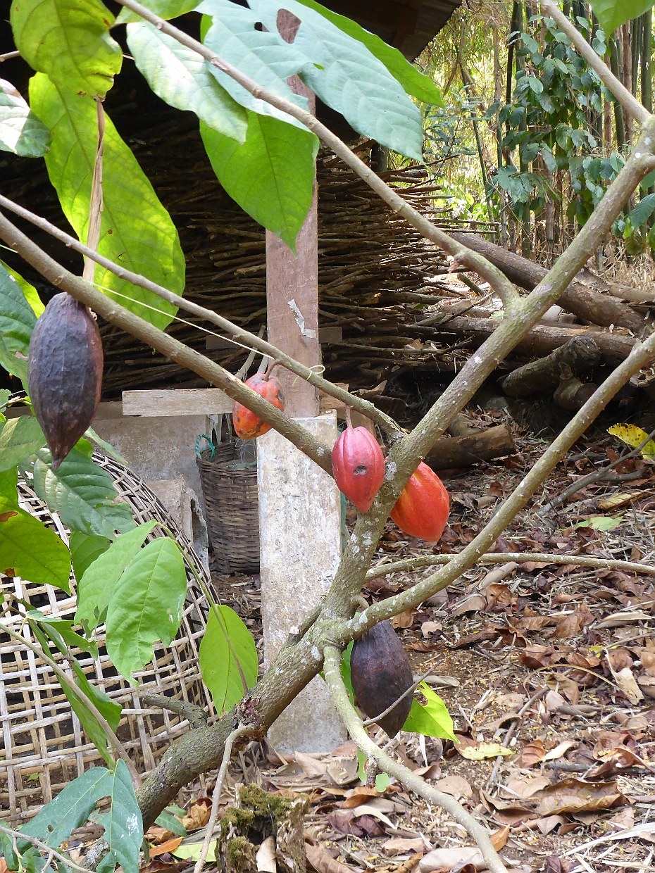 Bolaven 0022